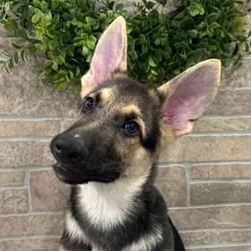 German Shepherd