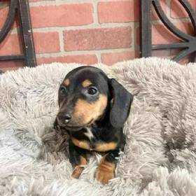 Mini Dachshund