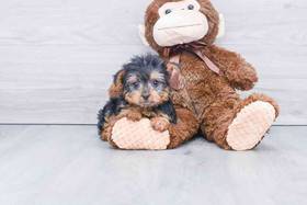 Yorkie