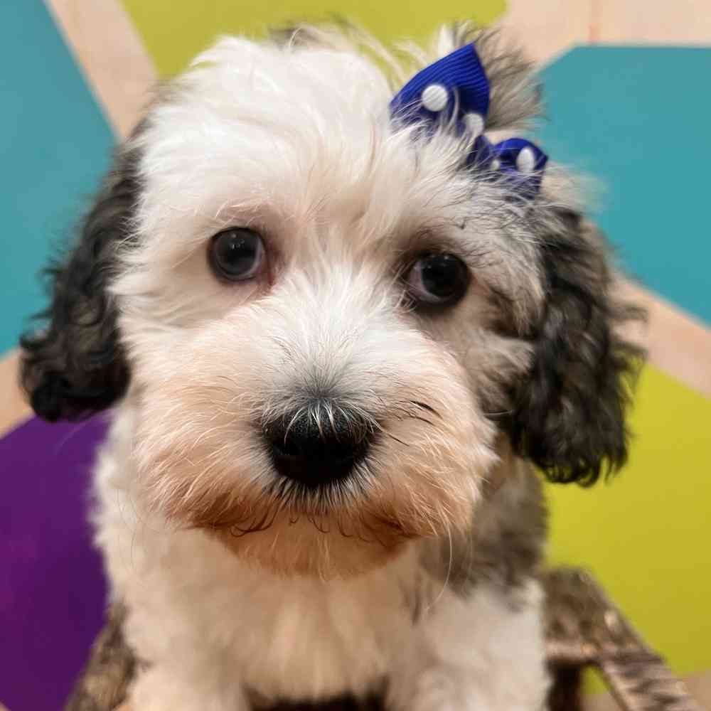 carousel pet images