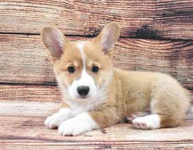 Pembroke Welsh Corgi