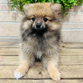Pomeranian