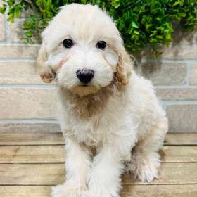 Maltipoo