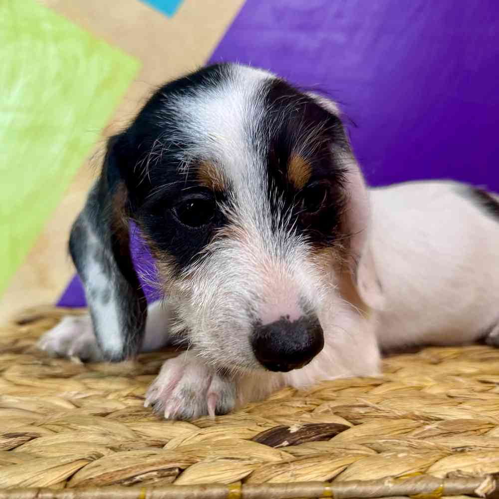 carousel pet images