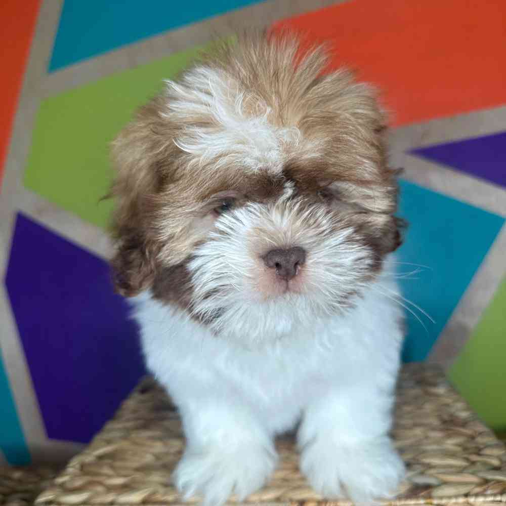 carousel pet images