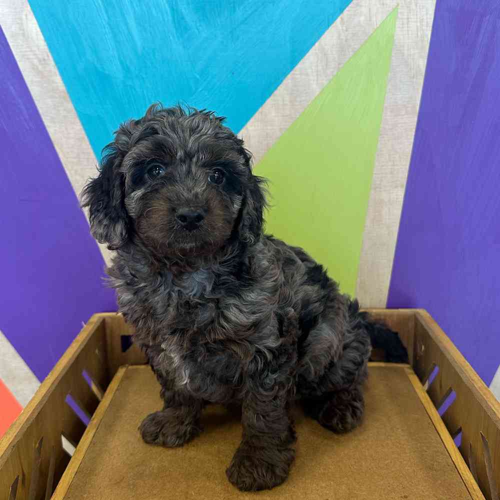 carousel pet images