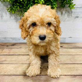 Cavapoo