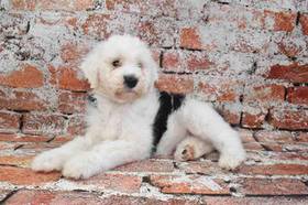 Sheepadoodle