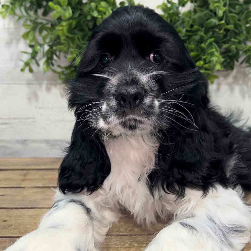 carousel pet images