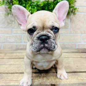 French Bulldog