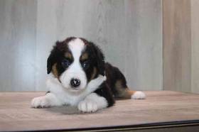 Mini Aussiedoodle