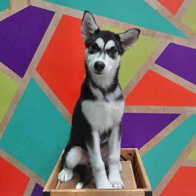 Alaskan Malamute
