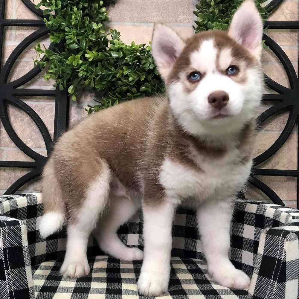 Male Siberian Husky Puppy for sale