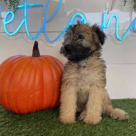Soft Coated Wheaten Terrier