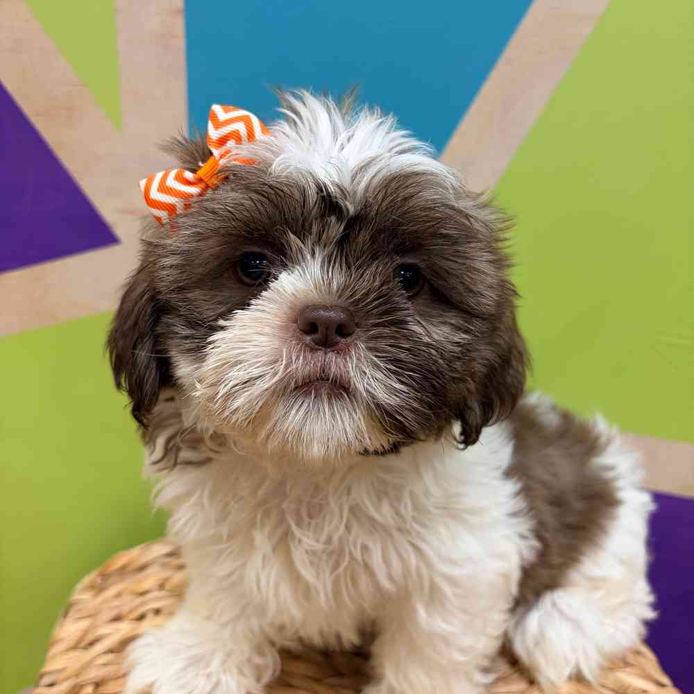 carousel pet images