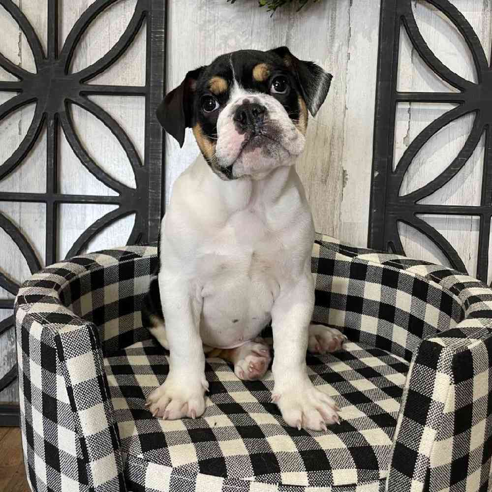 carousel pet images