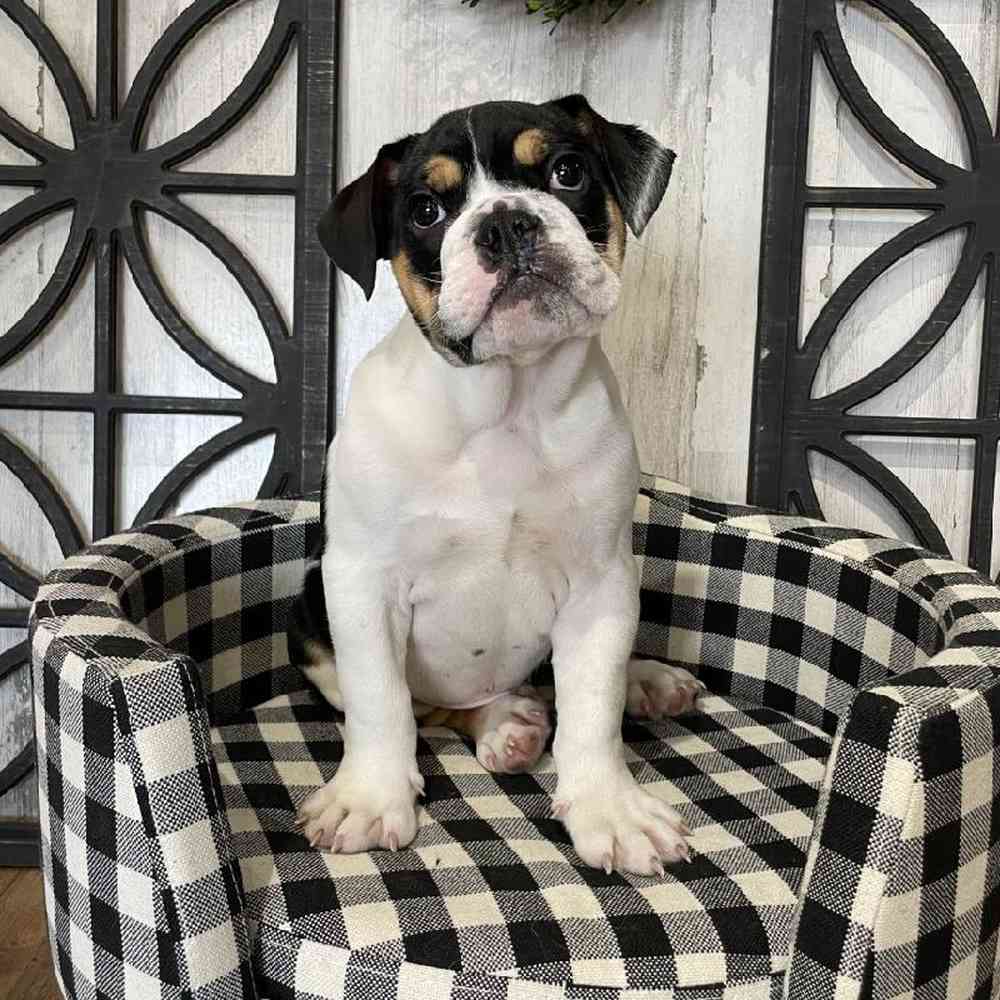 Male English Bulldog Puppy for sale