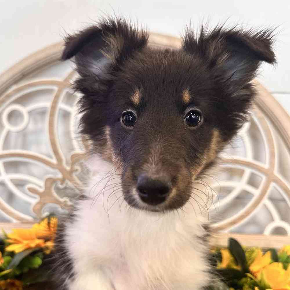 carousel pet images