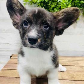 Cardigan Welsh Corgi