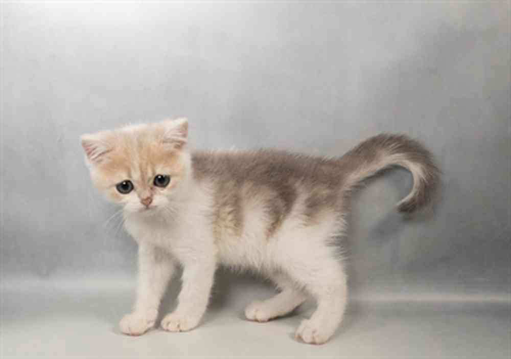 Kitten