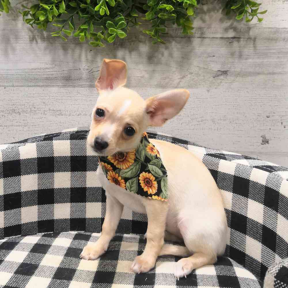carousel pet images