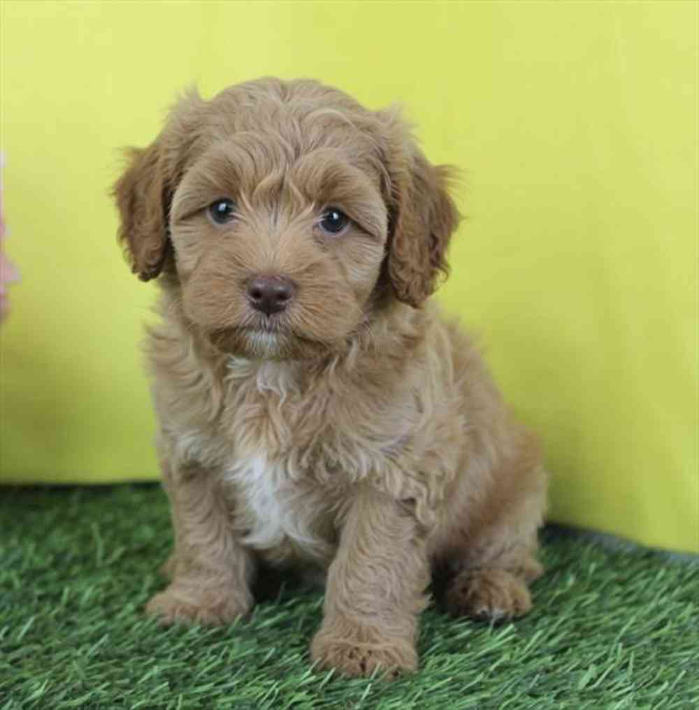 carousel pet images