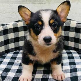 Pembroke Welsh Corgi