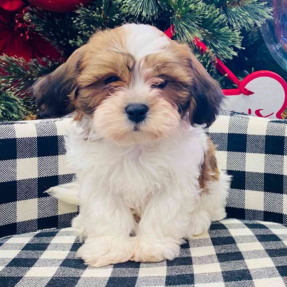 carousel pet images