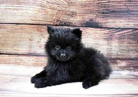 Pomeranian