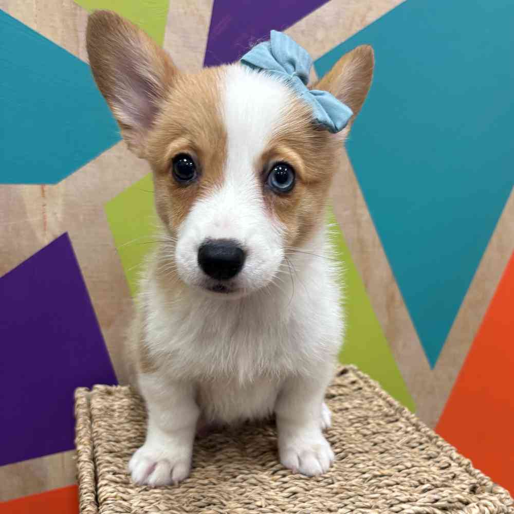 carousel pet images
