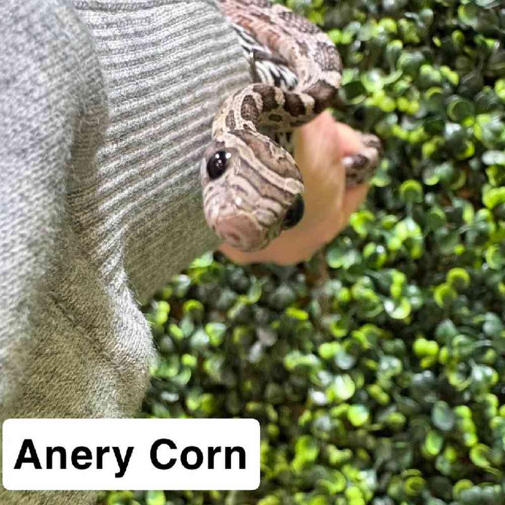 Image of a pet breed in the gallery