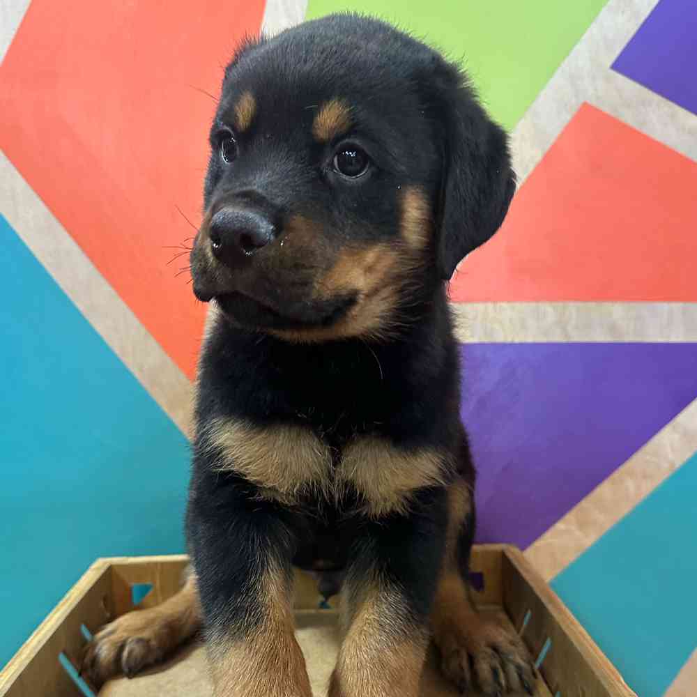 carousel pet images