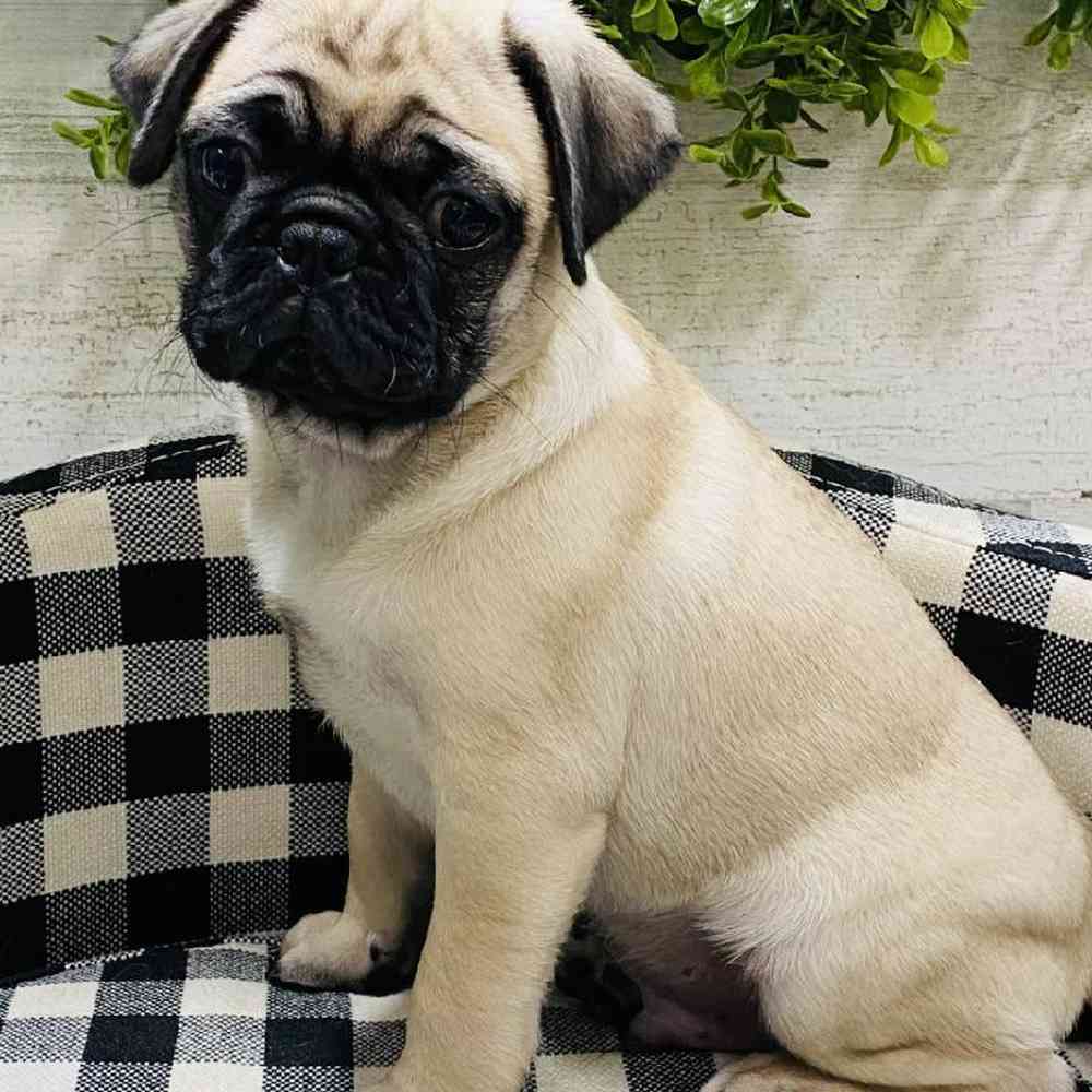 Male Pug Puppy for sale