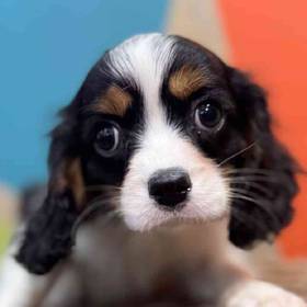 Cavalier King Charles Spaniel