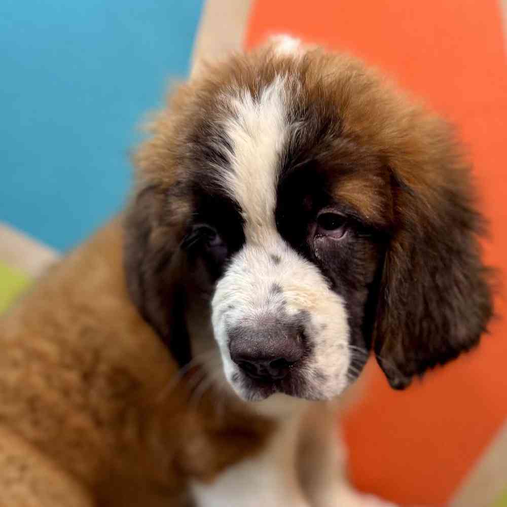 Image of a pet breed in the gallery