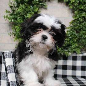 Shih Tzu