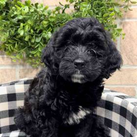 Mini Goldendoodle