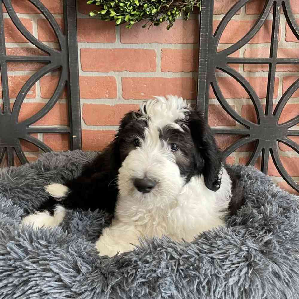 Female Sheepadoodle Puppy for sale