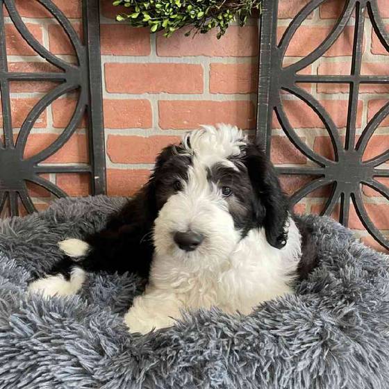Female sheepadoodle sales