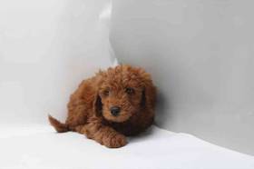 Mini Goldendoodle