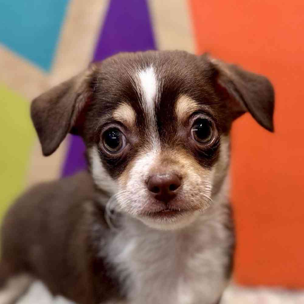 Image of a pet breed in the gallery