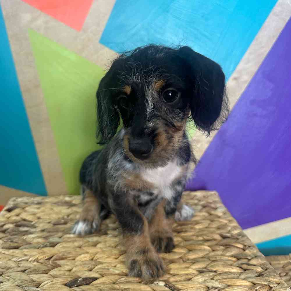 carousel pet images