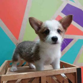 Pembroke Welsh Corgi