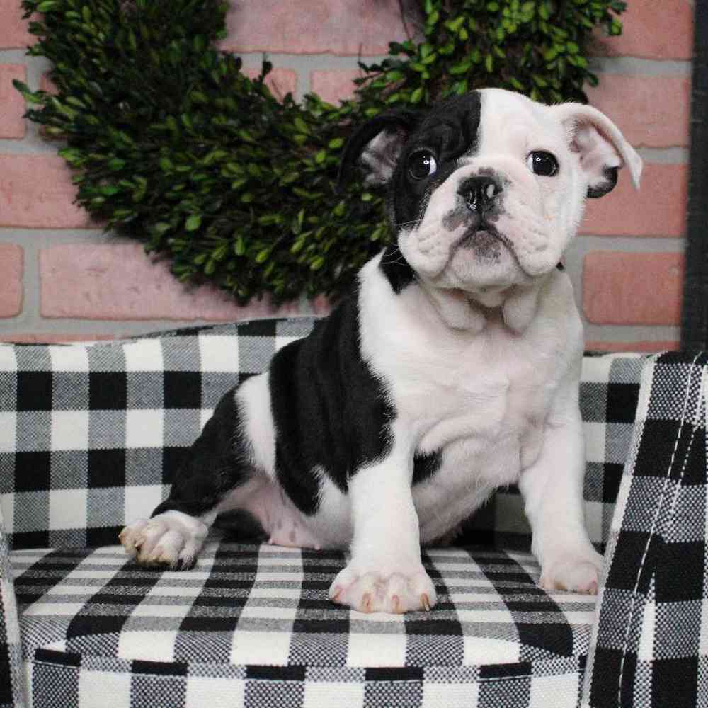 Female English Bulldog Puppy for sale