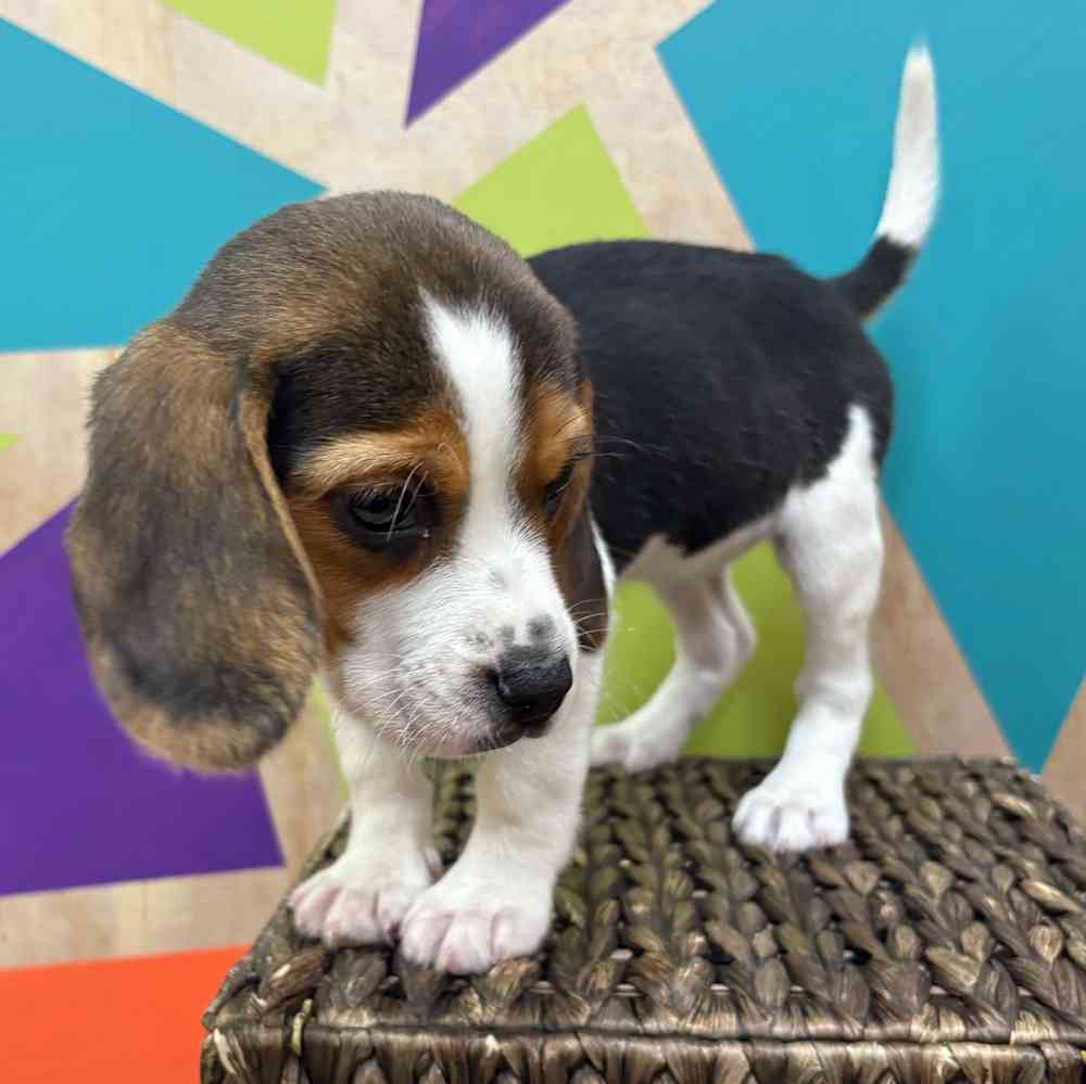 carousel pet images