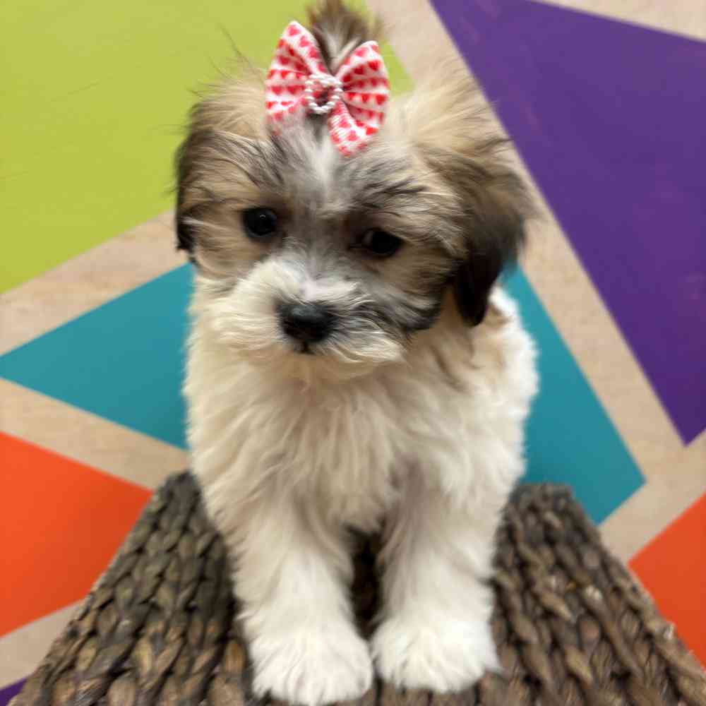 carousel pet images