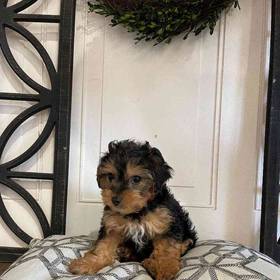 Yorkie-Poo
