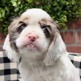 Cocker Spaniel