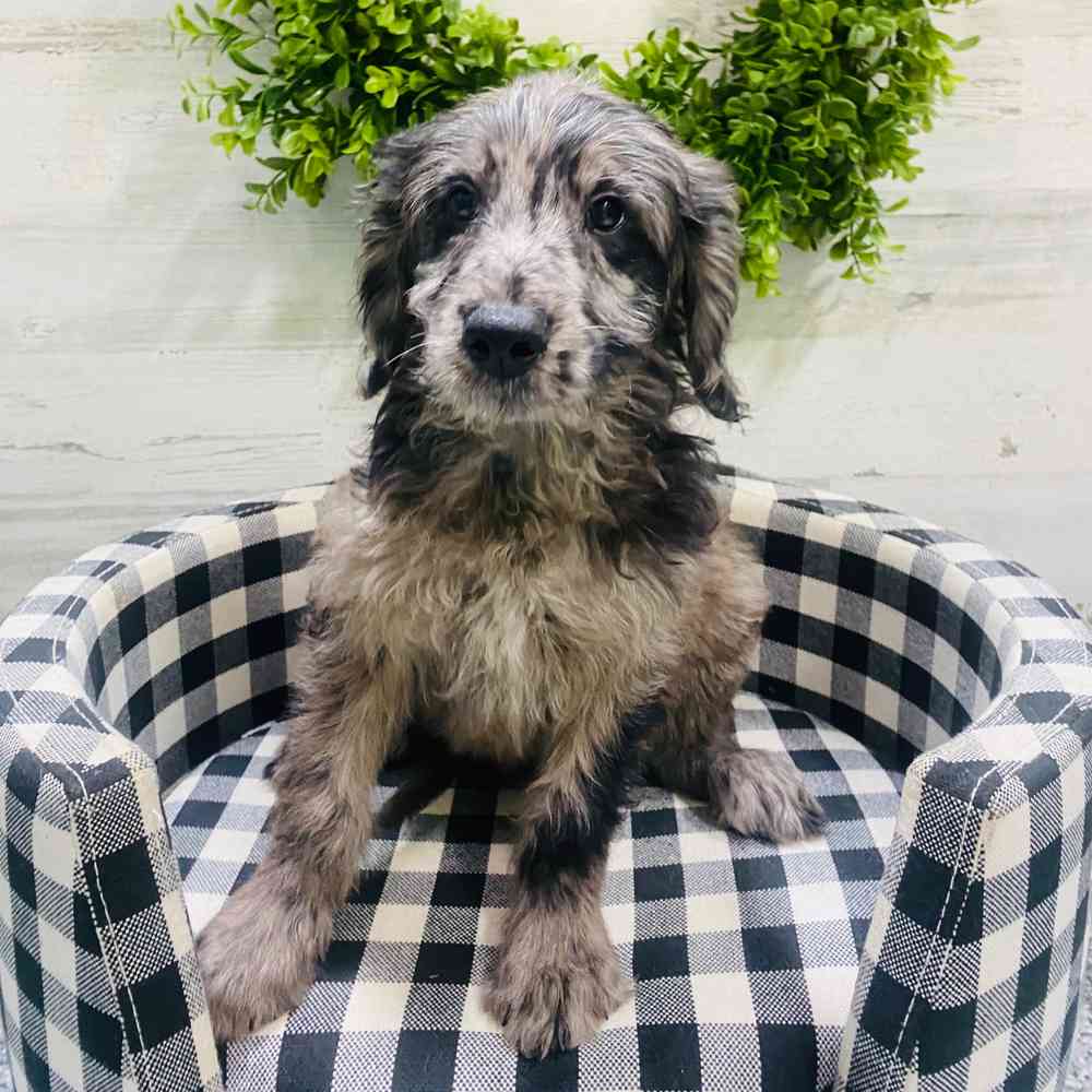 carousel pet images