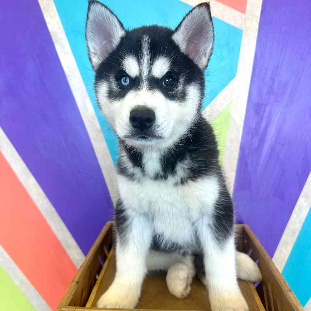 Image of a pet breed in the gallery